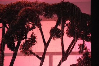 "Bonsai" für die Bühne von Caspar Pichner zum Stück "Käfig aus Wasser" (UA) von Kuro Tanino im Rahmen der Reihe “Außereuropäisches Theater” am Theater Krefeld Mönchengladbach 